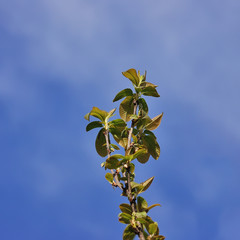 abstract sunny beautiful Spring background