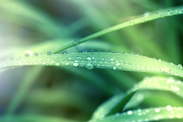 Green grass background. Drop of dew in morning on leaf. Nature Background.