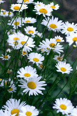 Chamomile field flowers border. Beautiful nature scene with blooming medical chamomilles
