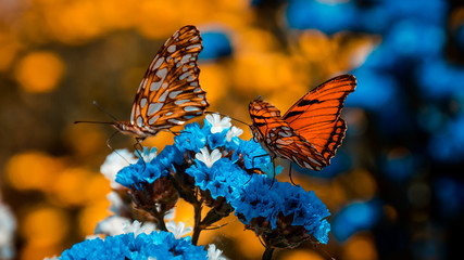 Butterflys spring