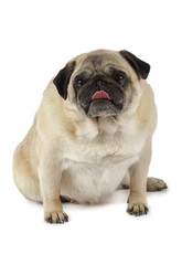 Purebred pug dog in a studio