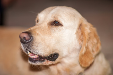 Yellow Labrador Retriever dog outdoor portrait