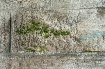 closeup of moss on stoned wall texture