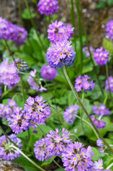 Primula denticulata or drumstick primula purple spring flowers 