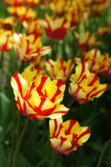Texas flame tulip with red and yellow stripes