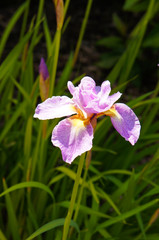 Iris flag flowers purple flower 