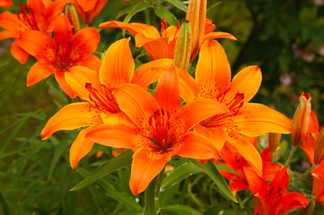 Red lily flower or lilium rotala 