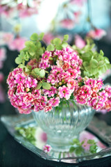 Lovely bunch of flowers. Pink Kalanchoe flowers on the table. 