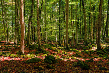 Beech forest in Spain. Beautiful landscape in the forest in autumn.