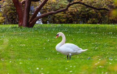 Swan on the grass
