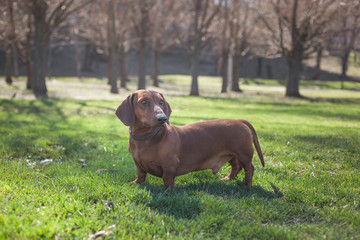 Dog dachshund of brown color in a dark collar in a park on green grass against a background of trees