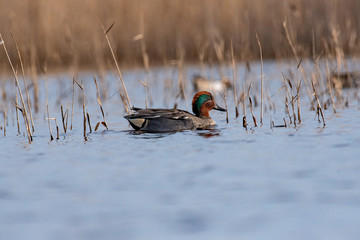 A male green winged teal Anas crecca swimming on blue water
