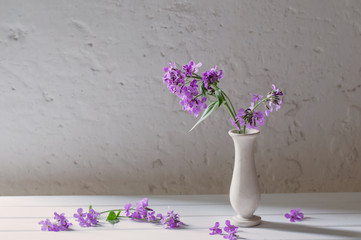 Hesperis matronali flowers in vase on white background