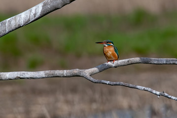Female  colored Eurasian kingfisher  sitting on branch.