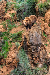 Brown bear, Ursus arctos.