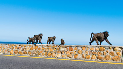 Baboon Family, False Bay, South Africa