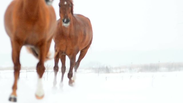 Horses running together under the snowfall