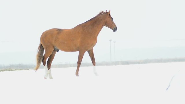 Beautiful chestnut horse walking in snowy field