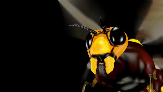 Bee. Looped. Alpha Channel Included.