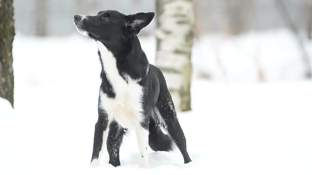 Cute border collie dog standing in park
