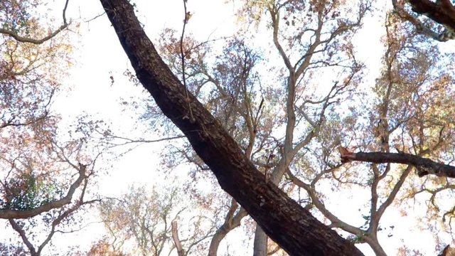 California Fire 2017 Santa Barbara Camp Whittier aftermath.