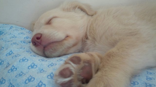 cucciolo che dorme