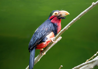 Птица Бородатая либия.
Это семейство птиц отряда дятлов.