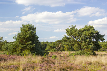 Obraz premium Heathland in National Park Maasduinen in the Netherlands