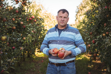 Portrait of farmer holding apples in apple orchard