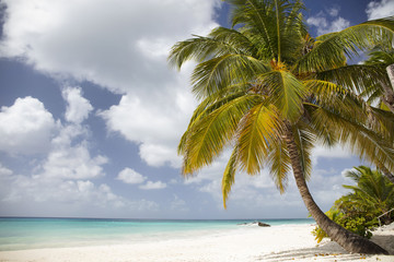 Fototapeta na wymiar Barbados.