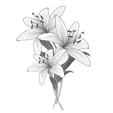 Monochrome  background with hand-drawn lily flowers.