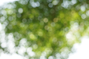 The blurry image of tree with green and white circular bokeh made from photographing under the tree behind sun shine at morning. That made feeling fresh warm and make new inspiration for hard working.