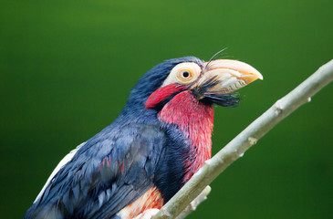 Птица Бородатая либия.
Это семейство птиц отряда дятлов.