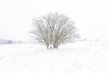 Lone tree in the snow