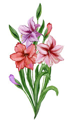Beautiful spring floral illustration. Fresh amaryllis flowers with green leaves and closed buds isolated on white background. Watercolor painting. Hand painted image.