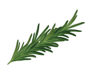 Fototapeta premium Realistic vector rosemary leaves isolated - realistic vector rosemary branch