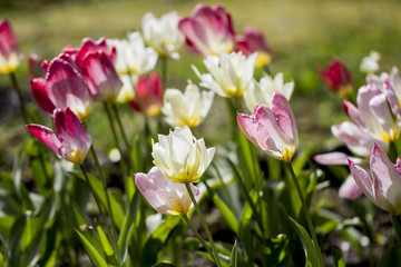 Champ de tulipes