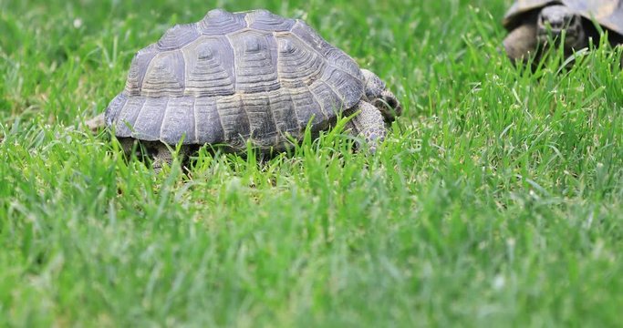 Tortoise on a Lawn Eating Green Grass
