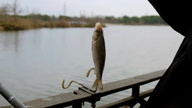 The caught fish turns on a fishing hook. Close-up.