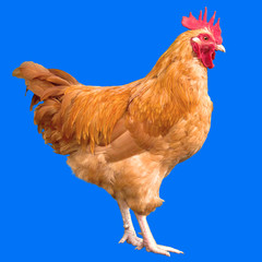 Bright red rooster isolated on blue background.
Beautiful hen poultry standing in profile, side view.