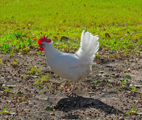 White chicken - side view outdoors background.
Hen, beautiful poultry lit by the sun from behind in a bright sunny day.