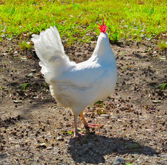 White chicken lit by the sun from behind.
Hen, beautiful poultry outdoors background in a bright sunny day.