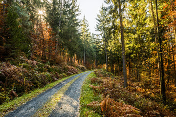 Fototapeta premium Waldweg im Herbst