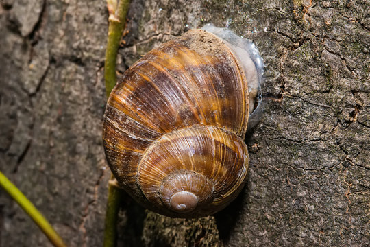 Snail on tree