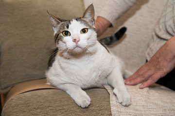 Naklejka premium Portrait of beautiful cat 