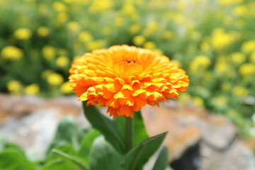 English marigold