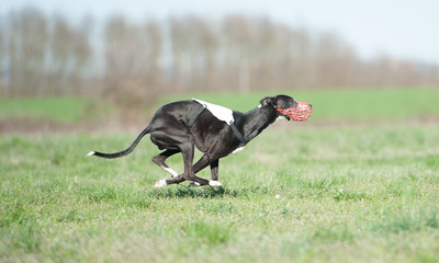 Balck whippet
