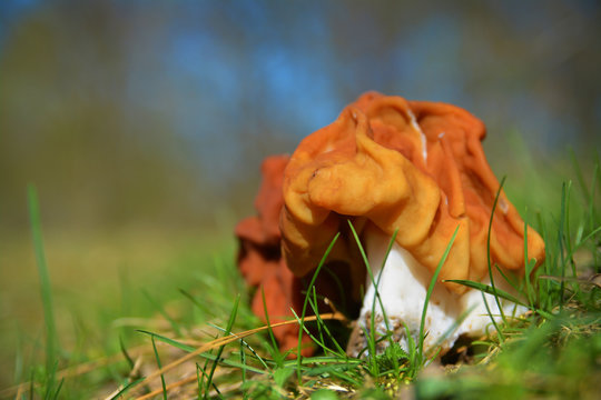 false morel mushroom