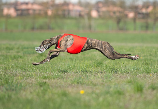 Whippet in action