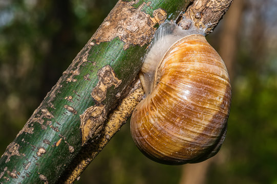 Snail on tree